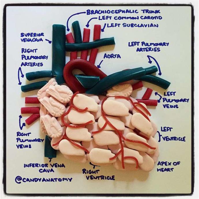 Şekerle İnsan Anatomisi Birleşince Ortaya Çıkan Güzel Görüntüler 