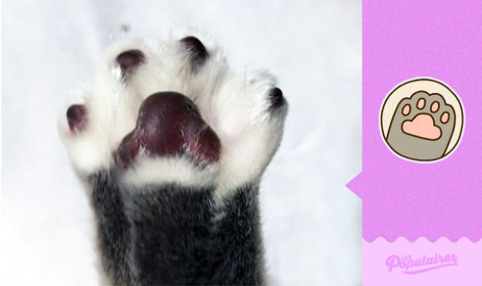 Facebook'taki Pusheen the Cat Emojisine Can Veren Sevimli Kedicikten 13 Minnoş Poz