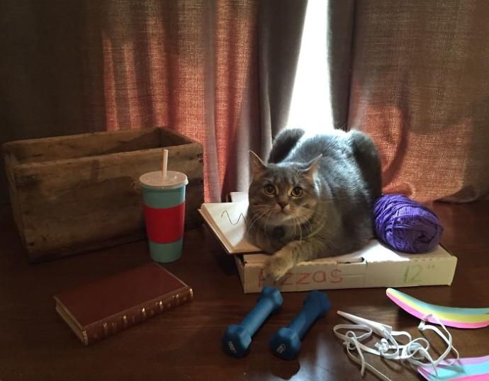 Facebook'taki Pusheen the Cat Emojisine Can Veren Sevimli Kedicikten 13 Minnoş Poz