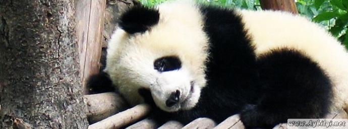 Kadınların Birer "Panda" Olduğunu Biliyor Musunuz?