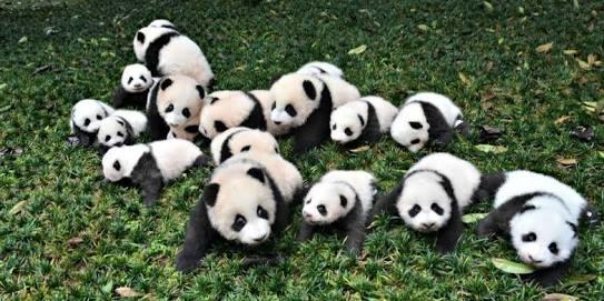 Kadınların Birer "Panda" Olduğunu Biliyor Musunuz?