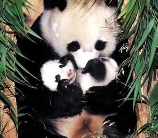 Kadınların Birer "Panda" Olduğunu Biliyor Musunuz?