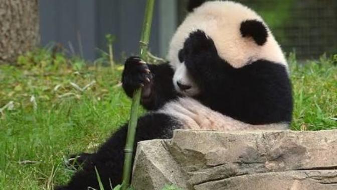 Kadınların Birer "Panda" Olduğunu Biliyor Musunuz?