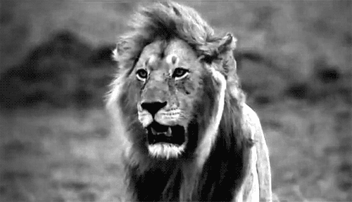 Aslan Burcunu Kaybetme Pişman Olursun! ♌