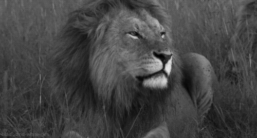 Aslan Burcunu Kaybetme Pişman Olursun! ♌