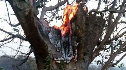 Ormanlarla Beraber Nefesimiz de Yanıyor!