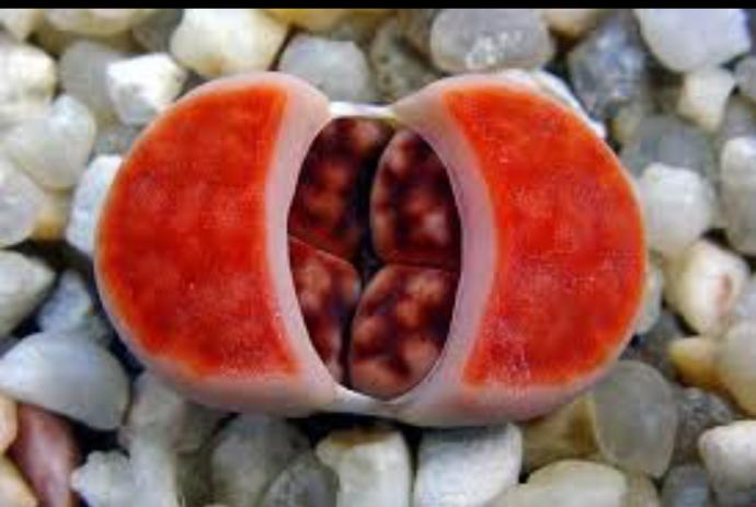 Bazı Erkekler Lithops Bitkisi Gibidir