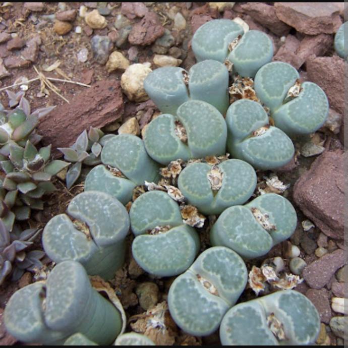 Bazı Erkekler Lithops Bitkisi Gibidir