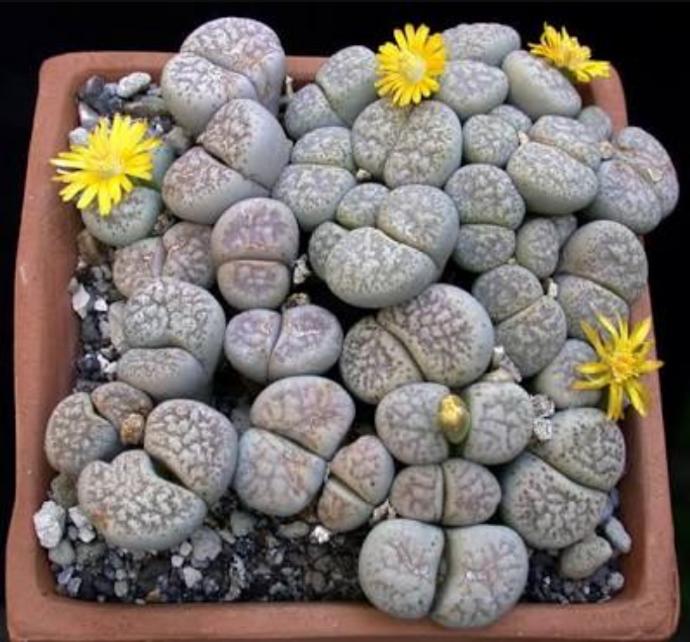 Bazı Erkekler Lithops Bitkisi Gibidir