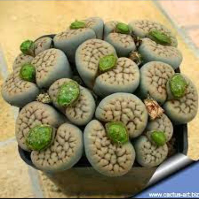 Bazı Erkekler Lithops Bitkisi Gibidir