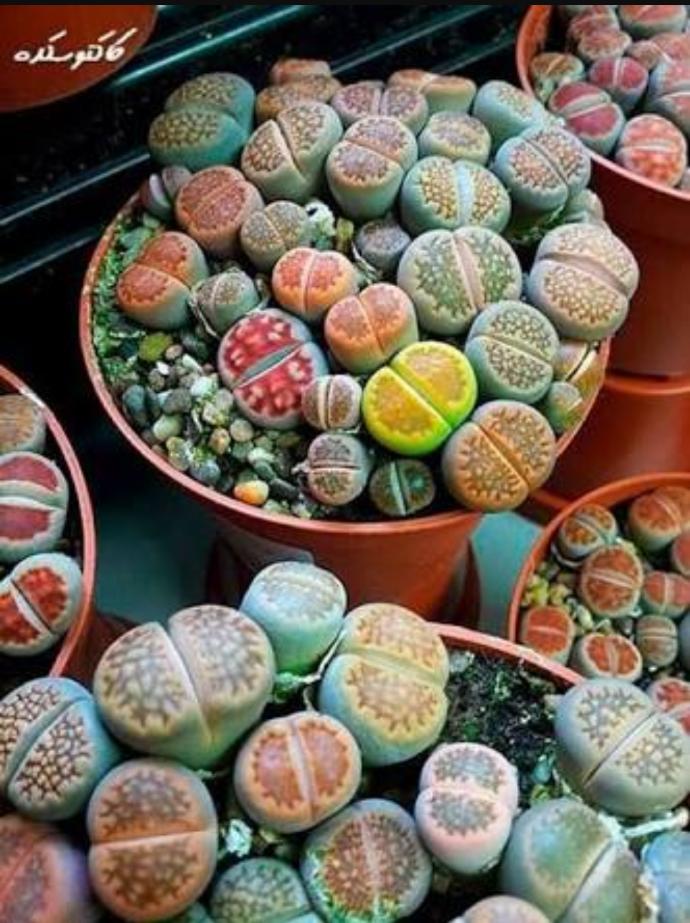 Bazı Erkekler Lithops Bitkisi Gibidir