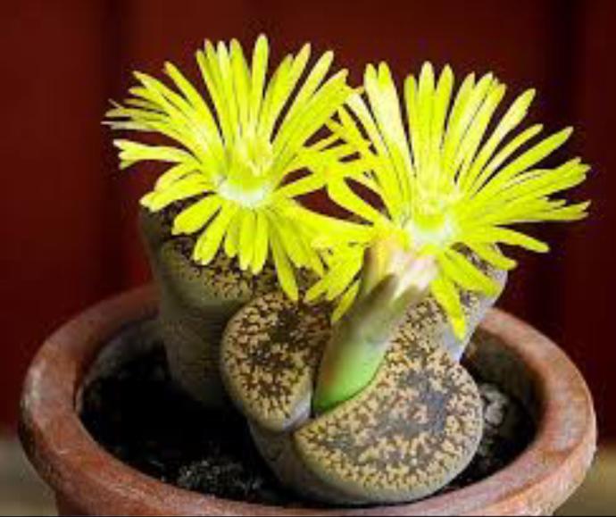 Bazı Erkekler Lithops Bitkisi Gibidir