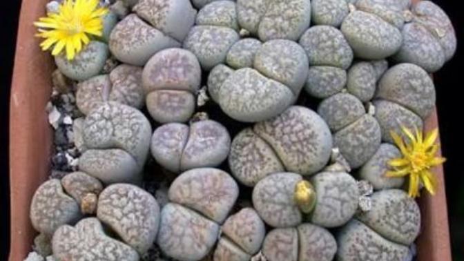 Bazı Erkekler Lithops Bitkisi Gibidir
