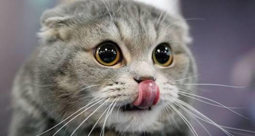 Kedi Mamalarını Muhafaza Etme Yöntemi