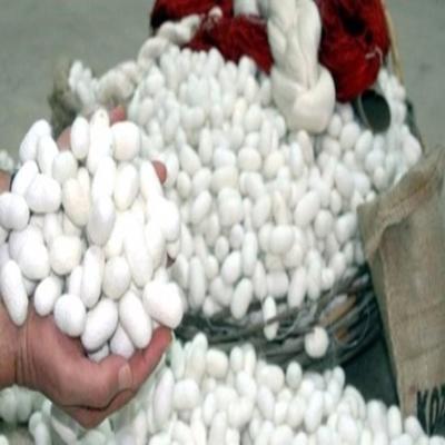 İpek Nasıl Yapılır? İpek Böcekleri ve Kısa Olan Hayatları