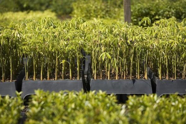 Ecosia: Her Aramanızda Bir Ağaç Diken Arama Moturu 