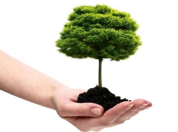 Ecosia: Her Aramanızda Bir Ağaç Diken Arama Moturu 