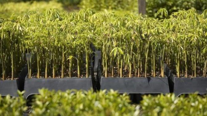 Ecosia: Her Aramanızda Bir Ağaç Diken Arama Moturu 