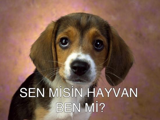 Hayvanlar Dünyasında En Büyük Hakarettir "İnsan" Demek