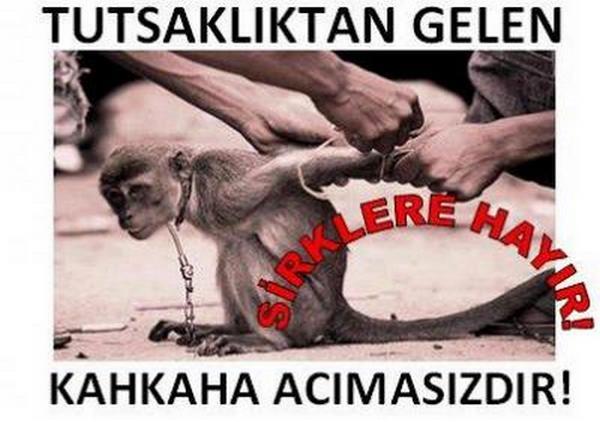 Hayvanlar Dünyasında En Büyük Hakarettir "İnsan" Demek