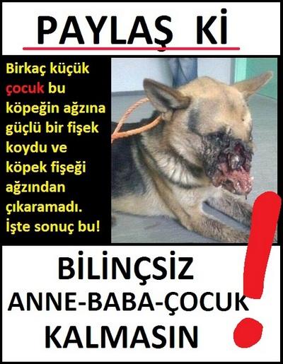 Hayvanlar Dünyasında En Büyük Hakarettir "İnsan" Demek