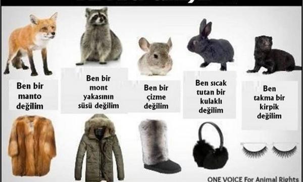 Hayvanlar Dünyasında En Büyük Hakarettir "İnsan" Demek