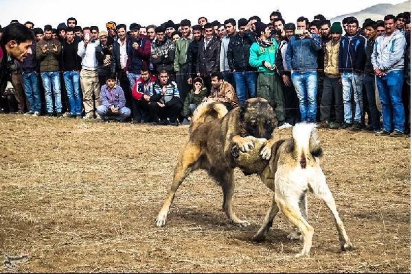 Hayvanlar Dünyasında En Büyük Hakarettir "İnsan" Demek