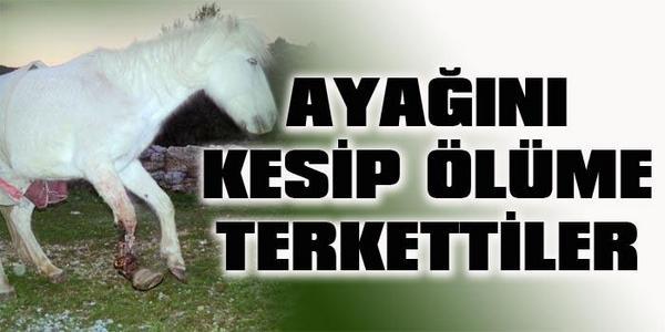 Hayvanlar Dünyasında En Büyük Hakarettir "İnsan" Demek