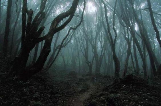 Kötü Ruhlara Ev Sahipliği Yapmasıyla Anılan, Bir Girenin Bir Daha Geri Dönemediği Aokigahara Ormanı