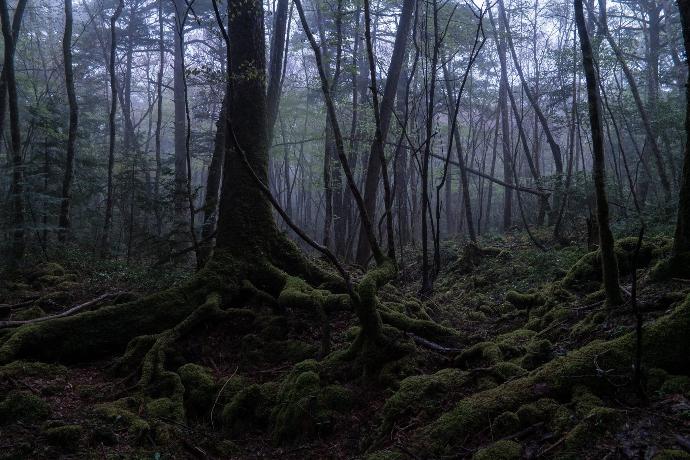 Bu Ormana Giren Bir daha Geri Dönmüyor; Aokigahara İntihar Ormanı