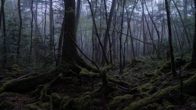 Kötü Ruhlara Ev Sahipliği Yapmasıyla Anılan, Bir Girenin Bir Daha Geri Dönemediği Aokigahara Ormanı 