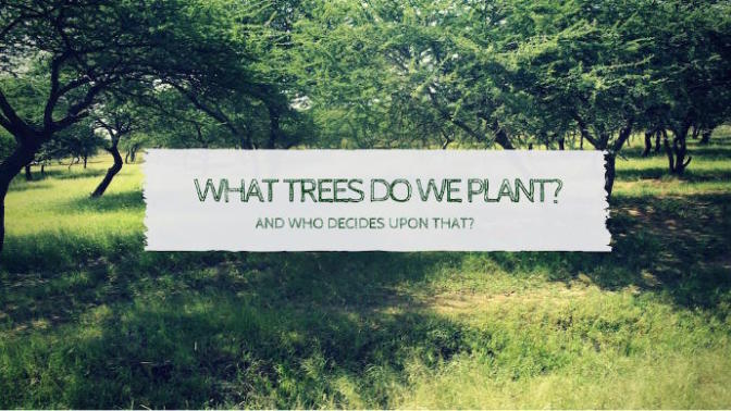 Her Aramanızda Bir Ağaç Diken Arama Moturu Ecosia Nasıl Çalışıyor? Bağış Yapıldığına Dair Kanıtlar Nerede?