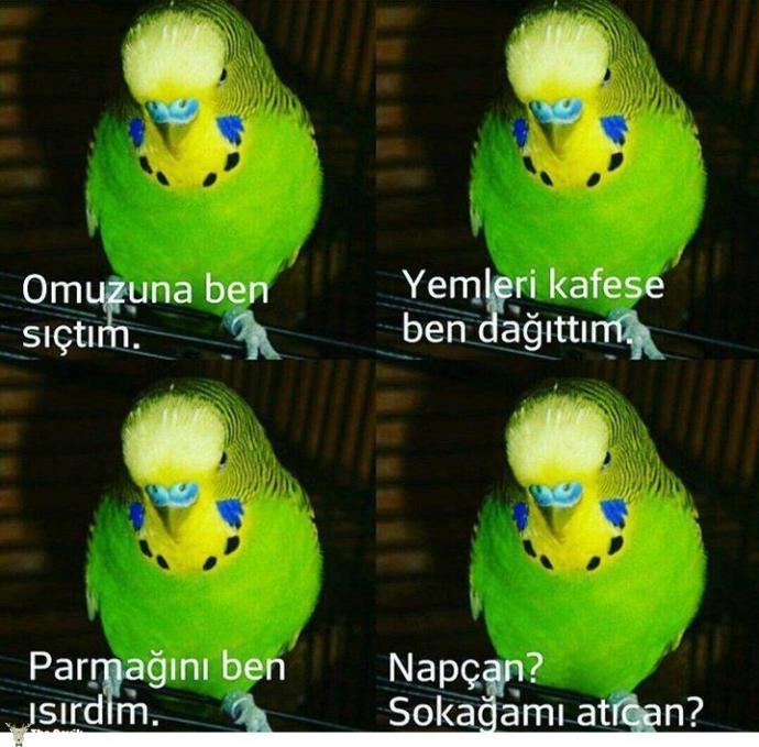 Sosyal Medyanın Yeni Akımı "Napcan?" Kalıbıyla Atılmış "Güldürürken Ağlatan" CAPS'ler!