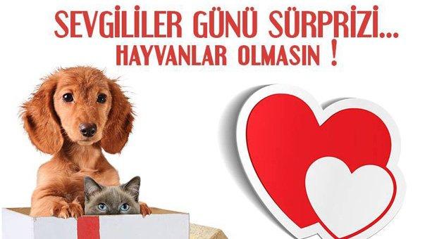 Evcil Hayvanlar Oyuncak Değildir