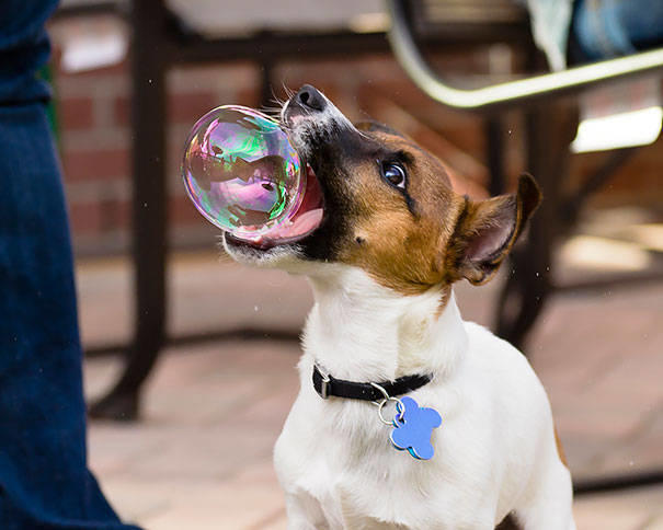 Mükemmel Zamanlamayla Çekilmiş Birbirinden Harika Köpek Resimleri