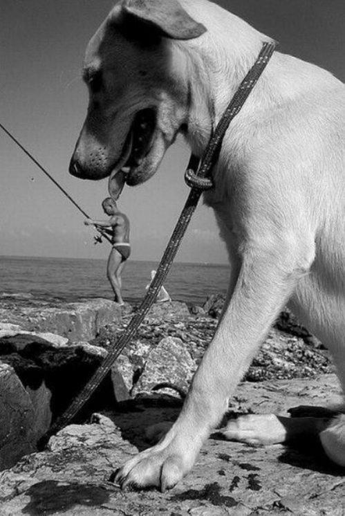 Mükemmel Zamanlamayla Çekilmiş Birbirinden Harika Köpek Fotoğrafları