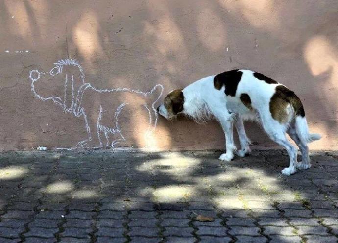 Mükemmel Zamanlamayla Çekilmiş Birbirinden Harika Köpek Fotoğrafları