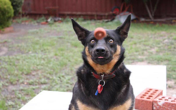 Mükemmel Zamanlamayla Çekilmiş Birbirinden Harika Köpek Fotoğrafları