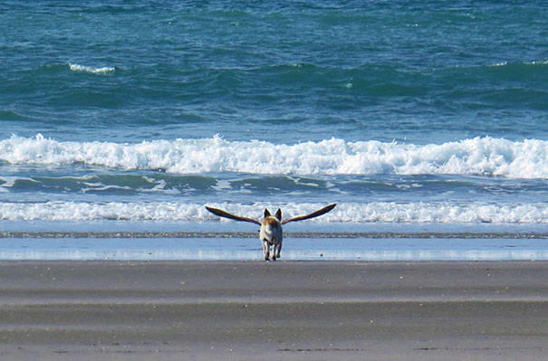 Mükemmel Zamanlamayla Çekilmiş Birbirinden Harika Köpek Fotoğrafları