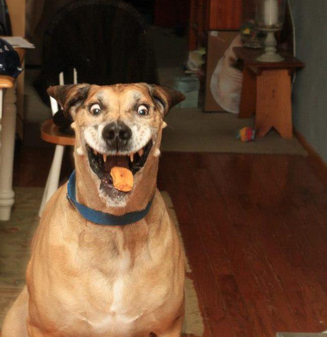 Mükemmel Zamanlamayla Çekilmiş Birbirinden Harika Köpek Fotoğrafları