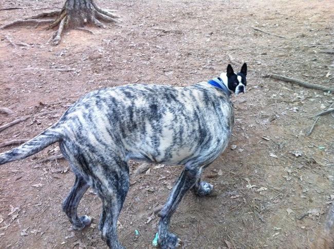 Mükemmel Zamanlamayla Çekilmiş Birbirinden Harika Köpek Fotoğrafları
