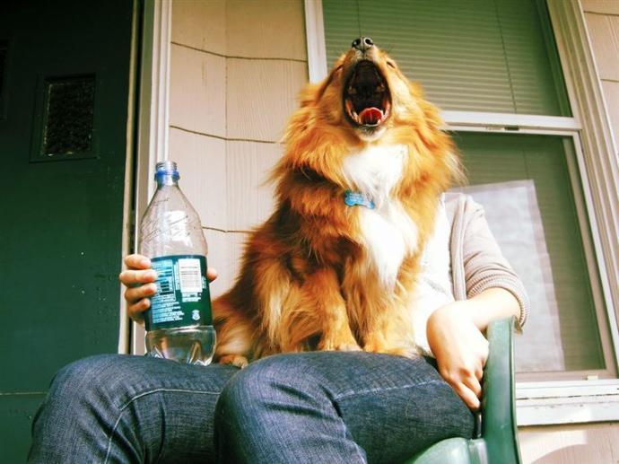 Mükemmel Zamanlamayla Çekilmiş Birbirinden Harika Köpek Fotoğrafları