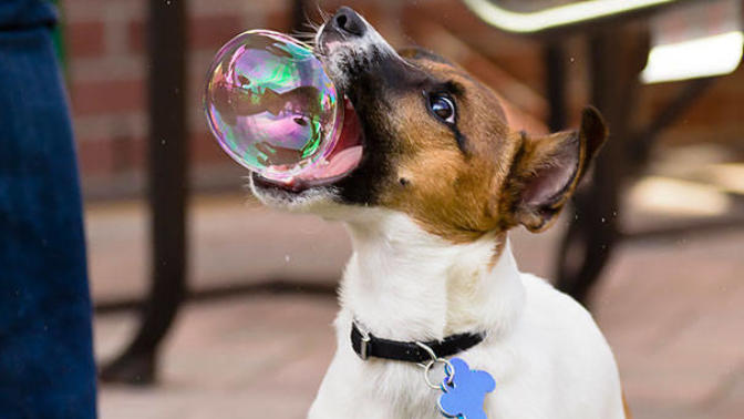 Mükemmel Zamanlamayla Çekilmiş Birbirinden Harika Köpek Fotoğrafları