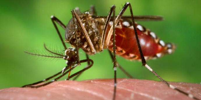 Zika Virüsü Nedir?