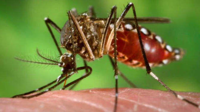 Zika Virüsü Nedir?