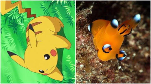 Pikachu'ya Benzerliği İle Şaşırtan Bir Garip Deniz Canlısı: Thecacera Pacifica!