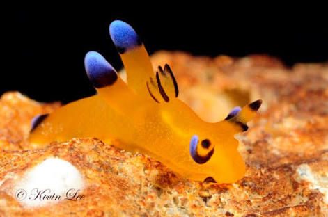 Pikachu'ya Benzerliği İle Şaşırtan Bir Garip Deniz Canlısı: Thecacera Pacifica!