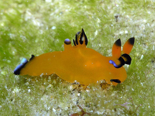 Pikachu'ya Benzerliği İle Şaşırtan Bir Garip Deniz Canlısı: Thecacera Pacifica!
