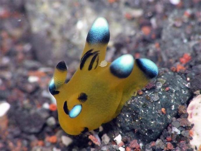 Pikachu'ya Benzerliği İle Şaşırtan Bir Garip Deniz Canlısı: Thecacera Pacifica!