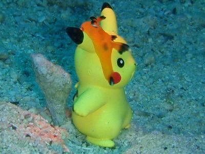 Pikachu'ya Benzerliği İle Şaşırtan Bir Garip Deniz Canlısı: Thecacera Pacifica!